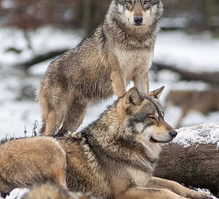 Loups