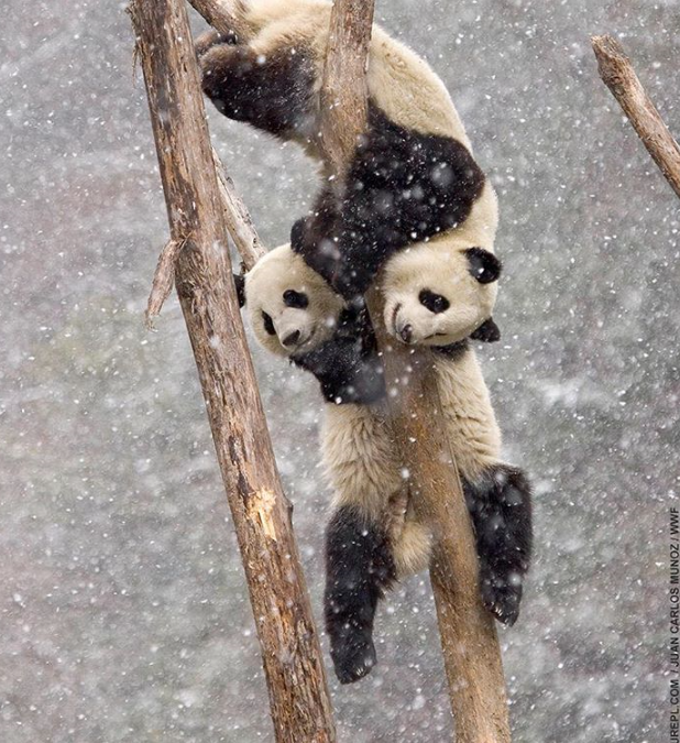 Panda Acrobates