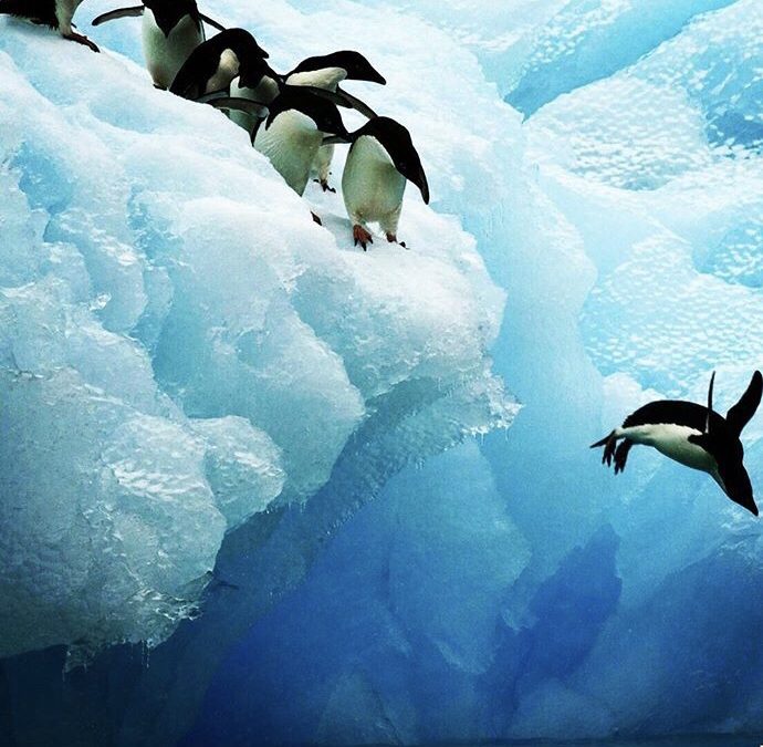 Pinguins plongeurs