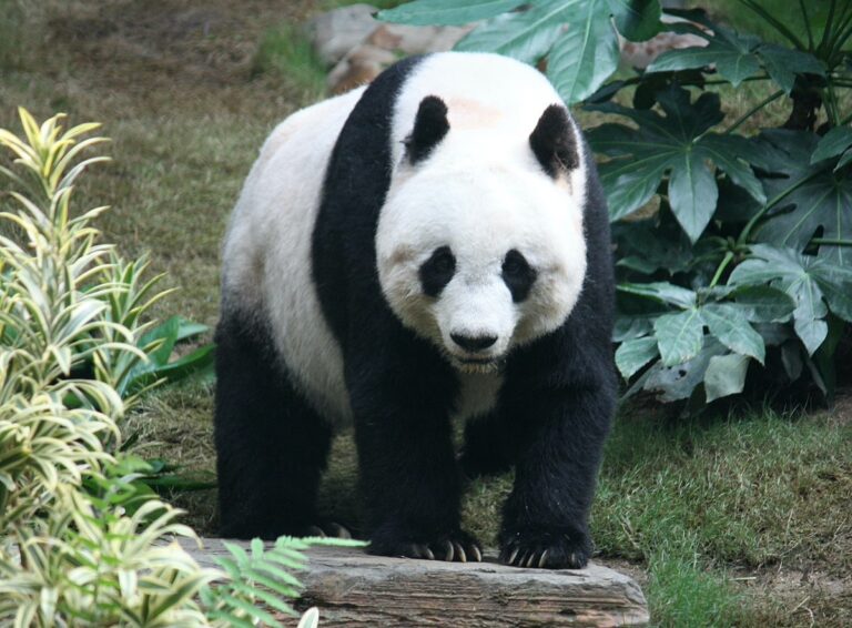 Le Panda géant: Symbole de Conservation et de Fragilité