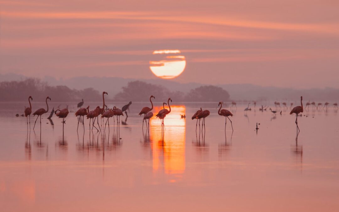 La Camargue, un territoire sauvage et authentique