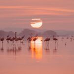 La Camargue, un territoire sauvage et authentique