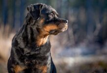 Mieux connaître les chiens: Interview avec un expert Mieux connaître les chiens