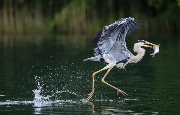 Canon EOS R5 et le Nikon Z7 II: Introduction au Marché des Appareils Hybrides