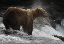 Canon EOS 5D : La légende des appareils photo reflex numériques