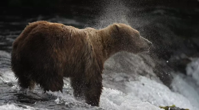 Canon EOS 5D : La légende des appareils photo reflex numériques