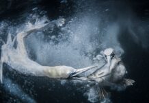 World Nature Photography Awards 2024