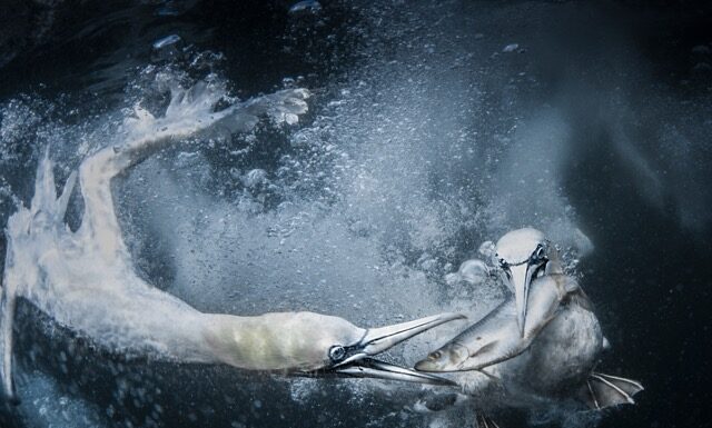 World Nature Photography Awards 2024