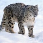 Les Léopards des Neiges : Fantômes majestueux des montagnes