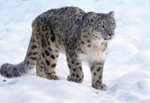 Les Léopards des Neiges : Fantômes majestueux des montagnes