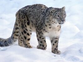 Les Léopards des Neiges : Fantômes majestueux des montagnes