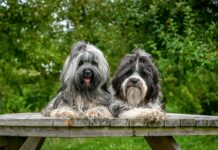 Le Berger Tibétain : Gardien des montagnes au cœur tendre