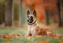 Le Berger Malinois : Un chien polyvalent au cœur courageux