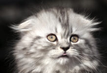 Le Highland Fold : Une race de chats aux oreilles pliées et au charme irrésistible