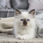 Le Sacré de Birmanie : Un chat majestueux au regard envoûtant