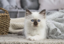 Le Sacré de Birmanie : Un chat majestueux au regard envoûtant