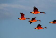 Les Oiseaux Migrateurs : Fascinants Voyages Annuels Les Oiseaux Migrateurs