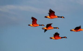 Les Oiseaux Migrateurs