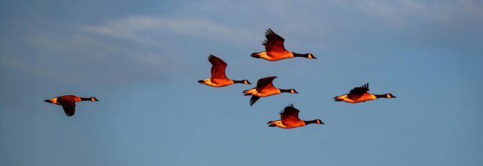 Les Oiseaux Migrateurs