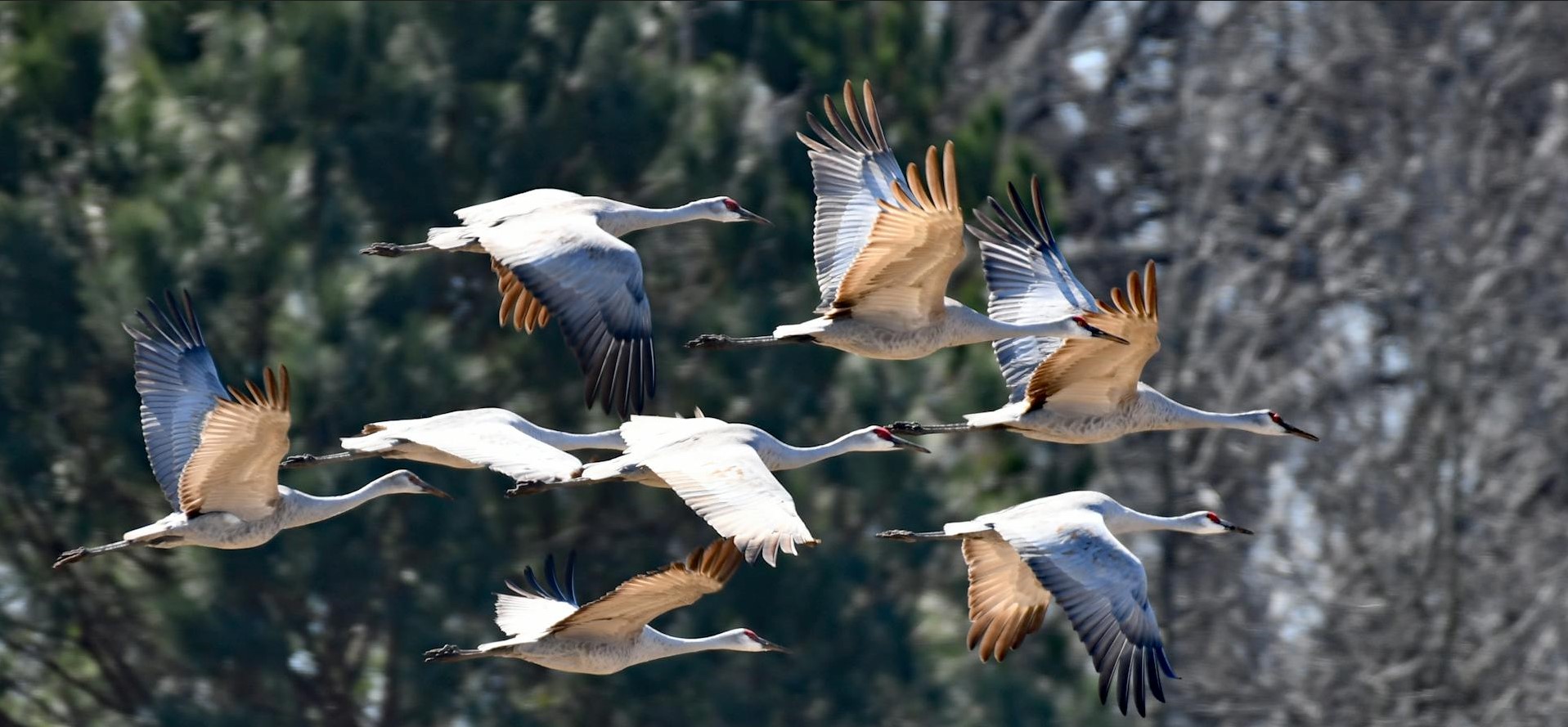 Les Oiseaux Migrateurs