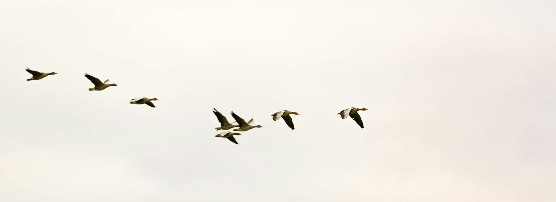 Les Oiseaux Migrateurs