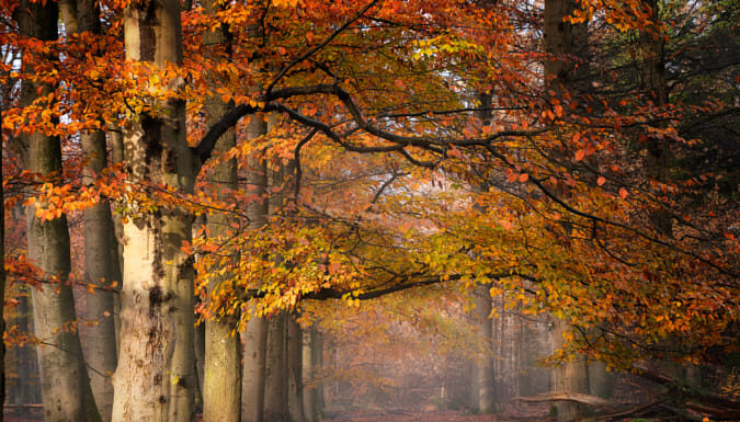 FUJIFILM X-T5 : Un Hybride Compact et Puissant pour les Passionnés de Photographie