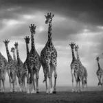 Le panorama photo du mercredi – actu photo, expositions, rumeurs et techniques (27 août 2025)