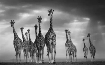Prints for Wildlife – Edition Hope, photographie naturaliste engagée