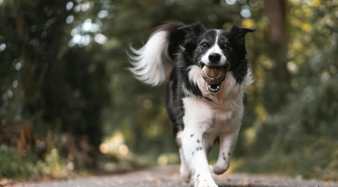 Le diaphragme, le temps d’exposition et la valeur ISO en photographie : maîtriser la lumière comme l’œil humain
